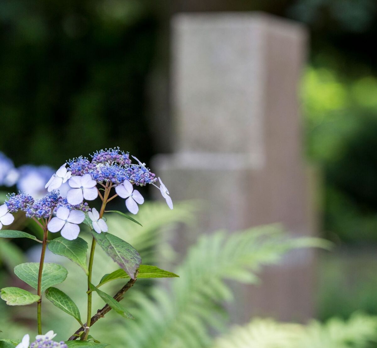 Blume auf einem Friedhof